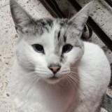 Nieves