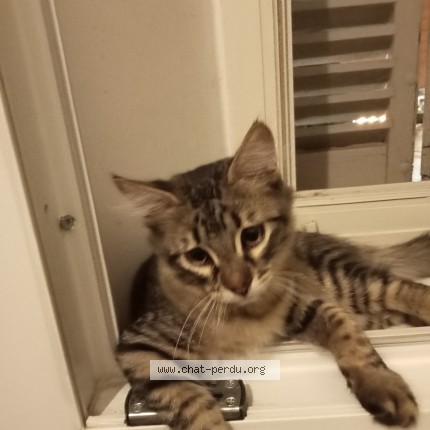 Foto de un gato reunido en Toulon