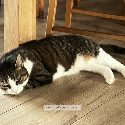 Foto de un gato reunido en Orleans