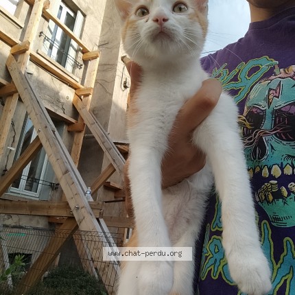 Foto de un gato reunido en Clermont Ferrand
