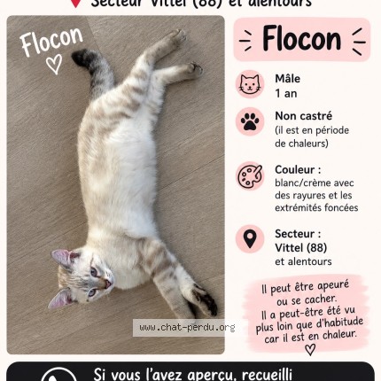 Foto de un gato reunido en Vittel