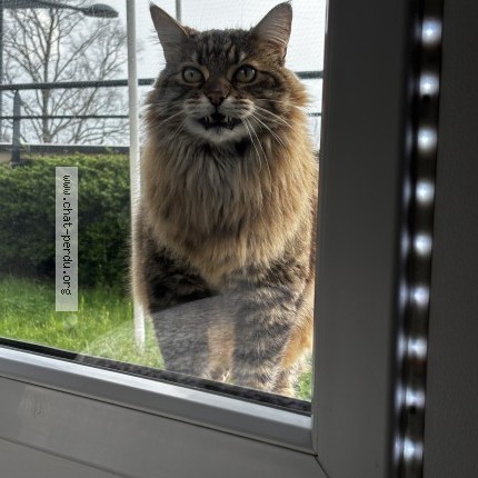 Foto de un gato reunido en Chartres