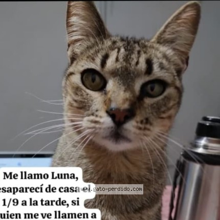 Foto 1/1 Luna Gato perdido en Glew