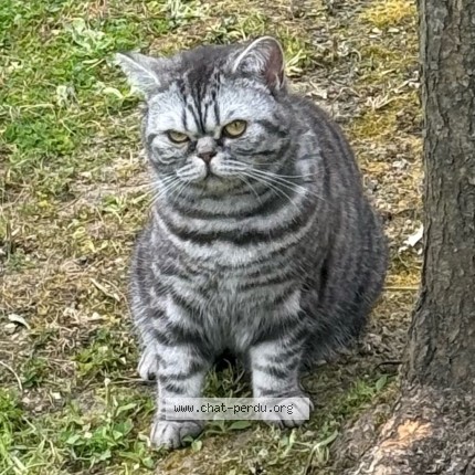 Foto de un gato reunido en Boulogne Billancourt