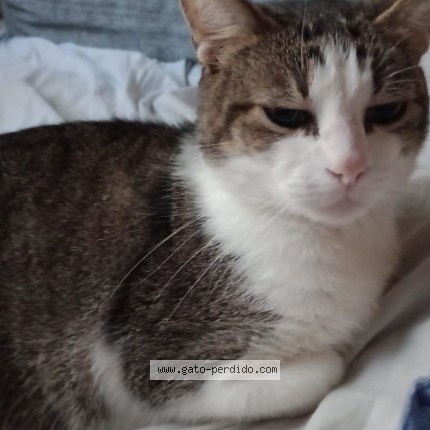 Foto del gato perdido en Tigre