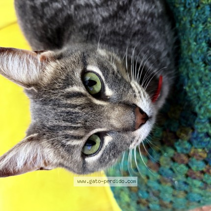 Foto de gato encontrado en Montevideo