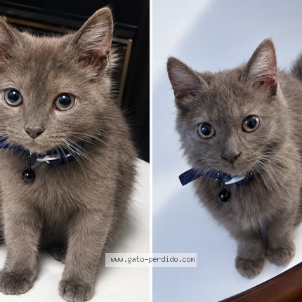 Foto del gato perdido en Caba