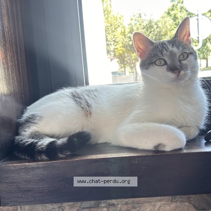 Foto de un gato reunido en Brive La Gaillarde