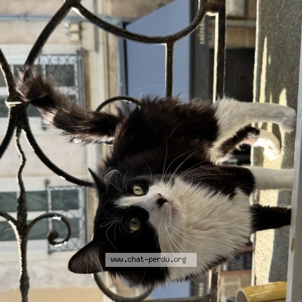 Foto de un gato reunido en Nantes