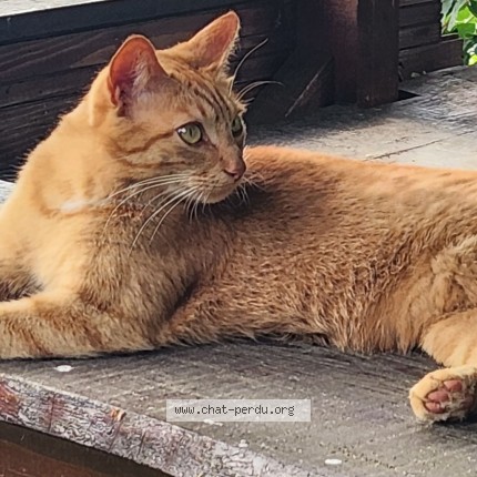 Foto de un gato reunido en Lyon