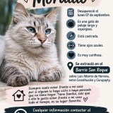 mordillo