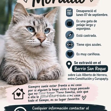 Foto 1/1 mordillo Gato perdido en Asuncion