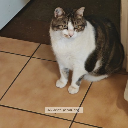 Foto de un gato reunido en Prades