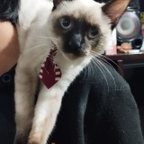 capuchino