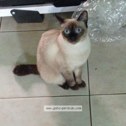 Foto 1/1 Cola corta Gato perdido en Presidente Franco
