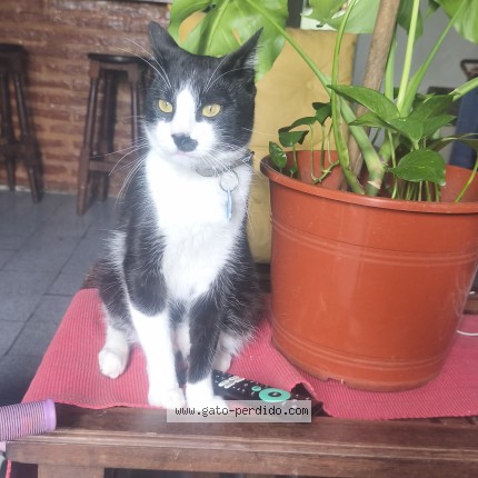 Foto 1/1 Drako Gato perdido en Campana