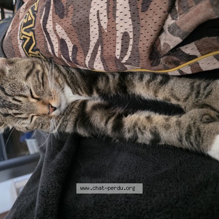 Foto de un gato reunido en St Lazare