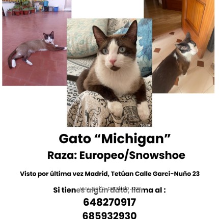 Foto del gato perdido en Madrid