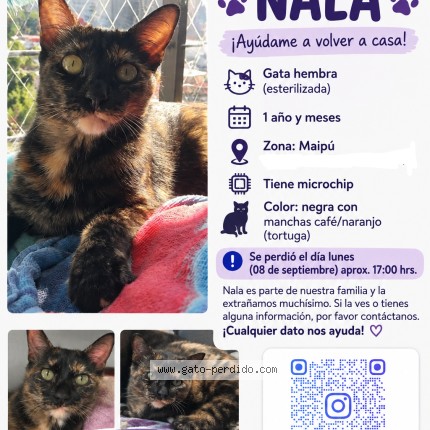 Foto 1/1 NALA Gato perdido en Santiago