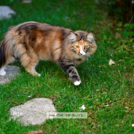 Foto de un gato reunido en Ormesson Sur Marne