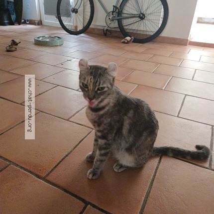 Foto de un gato reunido en Talence
