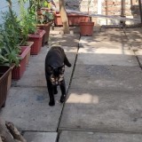Estrella