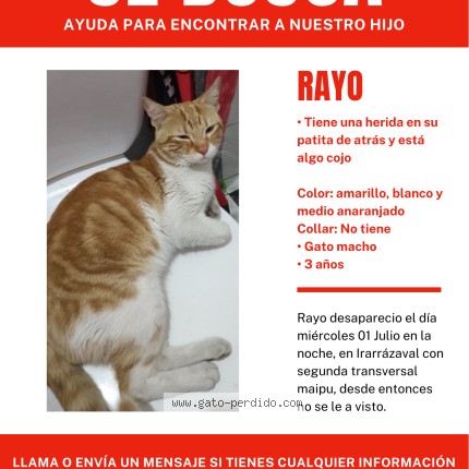 Foto 1/1 rayo Gato perdido en Maipu