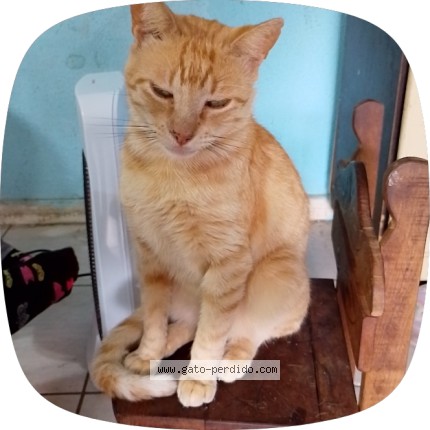 Foto del gato perdido en Rosario