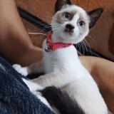 mimi