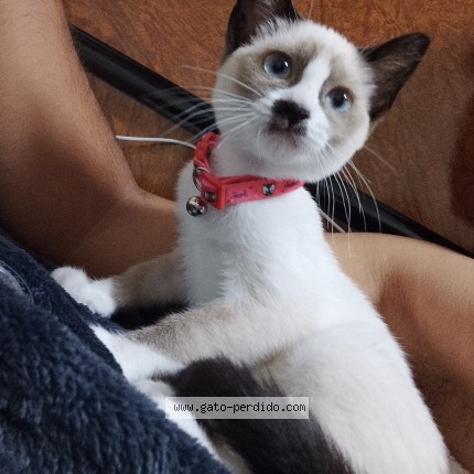 Foto del gato perdido en Tineo