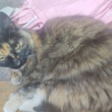 bonita