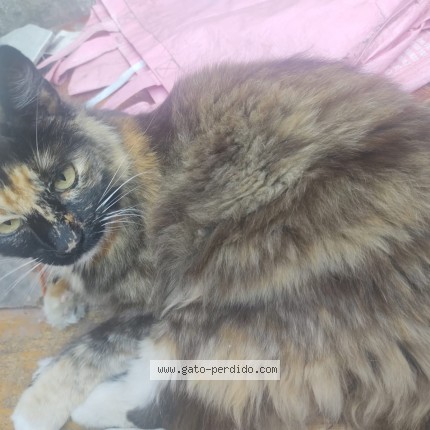 Foto del gato perdido en Wilde