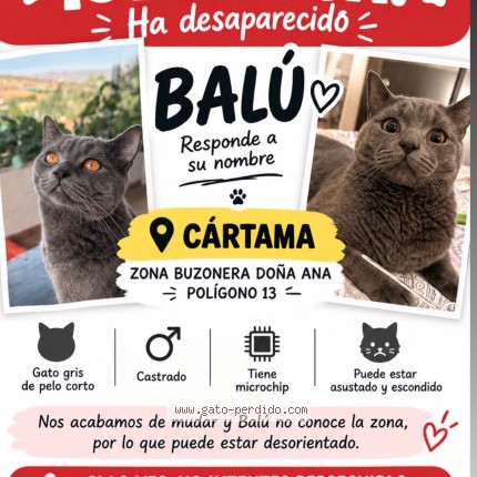 Foto del gato perdido en Cartama