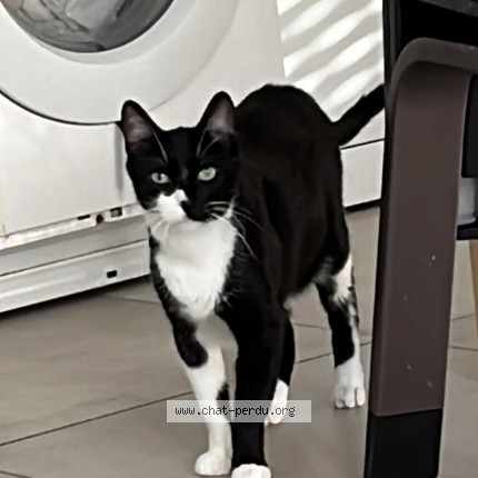 Foto de un gato reunido en Meylan