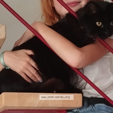 Foto de un gato reunido en Mosnes