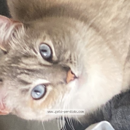 Foto 1/1 Roxxan Gato perdido en Coyoacan