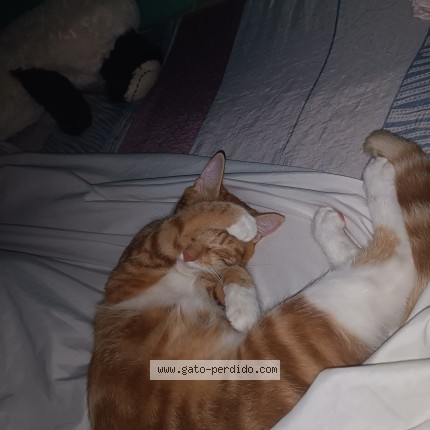Foto 1/1 Moly Gato perdido en La Chorrera