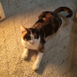 Missy