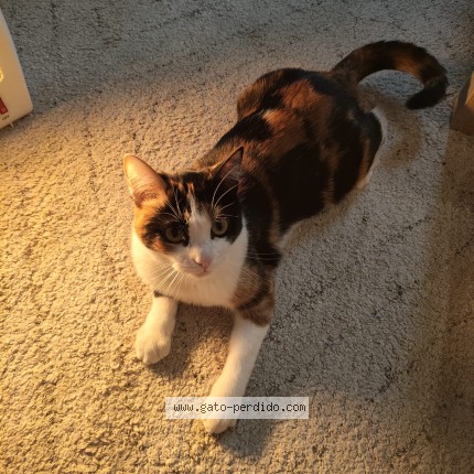 Foto del gato perdido en Sabadell