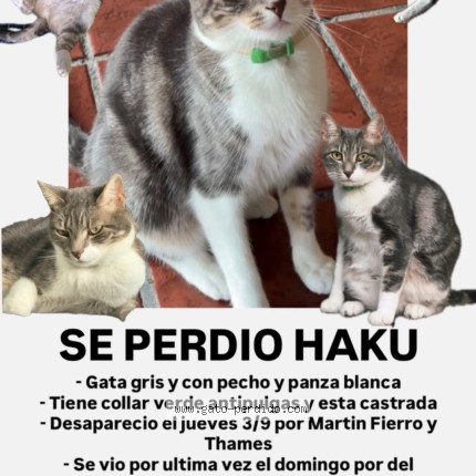 Foto 1/1 Haku Gato perdido en Buenos Aires