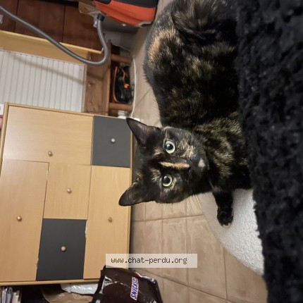 Foto de un gato reunido en Cormelles Le Royal