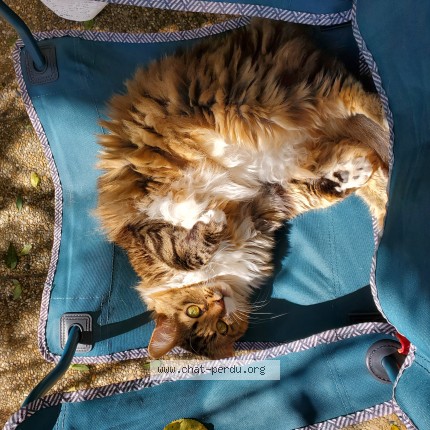 Foto de un gato reunido en Lyon