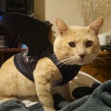 Simba