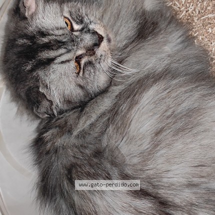 Foto 1/1 Gato encontado Encontrado en Cordoba