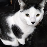Tom&aacute;s