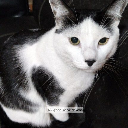 Foto 1/1 Tomás Gato perdido en Estado De Mexico