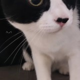 Kylo
