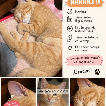Foto 1/1 Gatita Gato perdido en Laspiur
