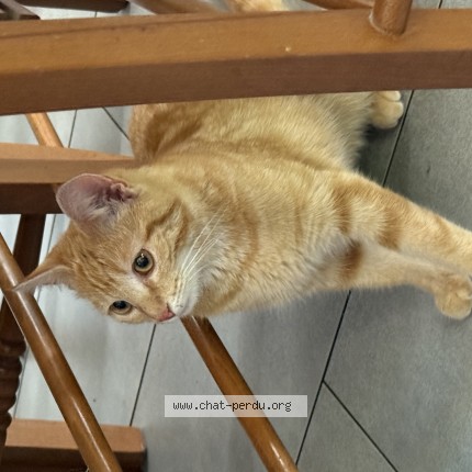 Foto de un gato reunido en Toul