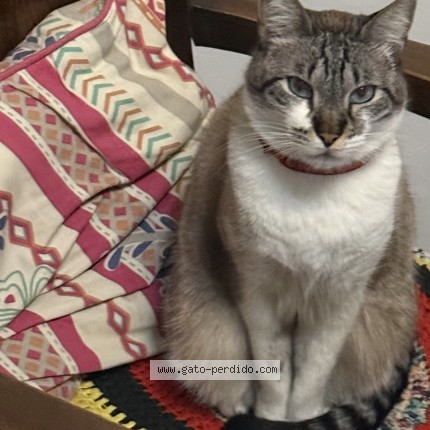 Foto del gato perdido en Caba